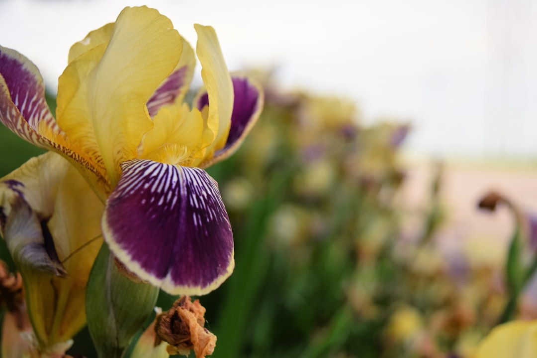 Welcome to Townhomes oF Three Springs Homeowners Association!